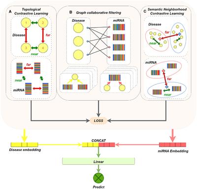 An efficient model for predicting human diseases through miRNA based on multiple-types of contrastive learning